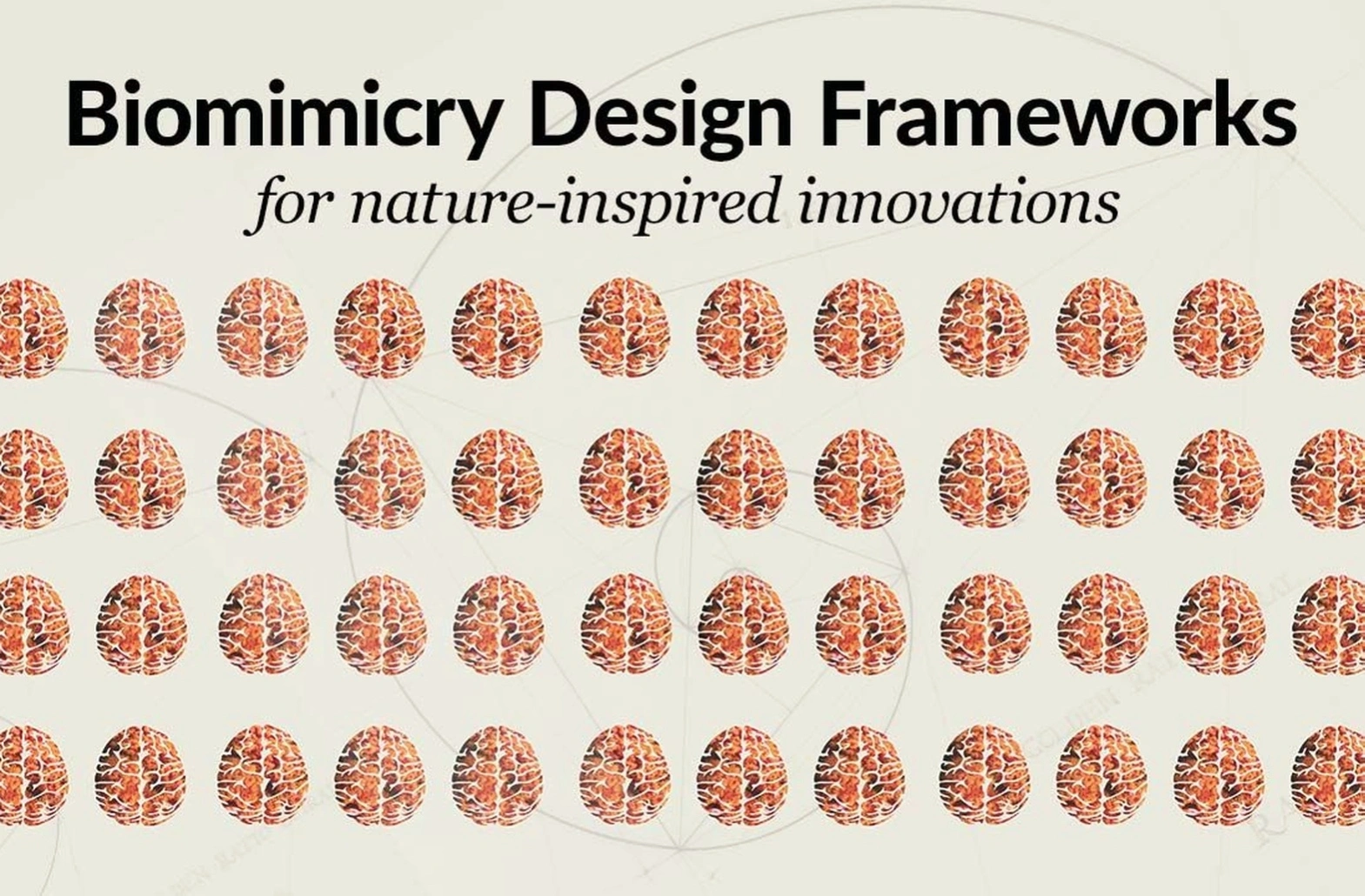 Professional biomimicry coaching session